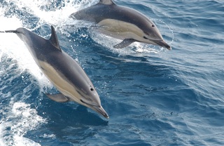 Debugging MySQL Locally – The Real Story